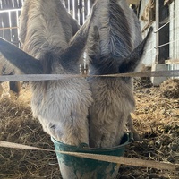 photo de livraison pour Les Crins de la Lande