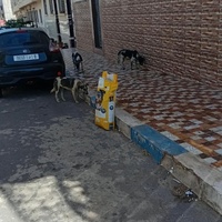 photo de livraison pour Comme Chiens et Chats Maroc