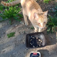 photo de livraison pour Les Chats-Pitresdelavi-Ste