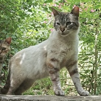 photo de livraison pour Les Chats Perchés de Mirmande