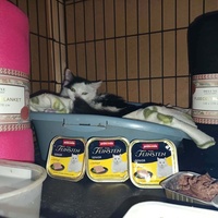 photo de livraison pour Chats Libres de Béziers