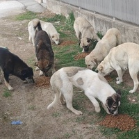 photo de livraison pour Civic Initiative Kane Korzo Skopje