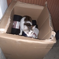 photo de livraison pour Association Animaux Errants Economie