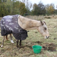 photo de livraison pour Happy Horse Day