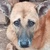 photo animal