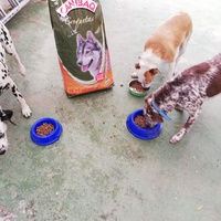 photo de livraison pour El refugio canino de Leo
