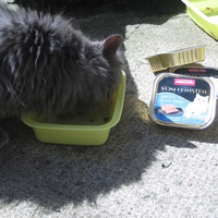 photo de livraison pour Jardin des Chats