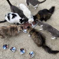 photo de livraison pour SADF (Sauvetage des animaux domestiques de France)