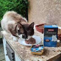 photo de livraison pour Aux Bonheurs des Aristochats