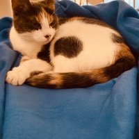 photo de livraison pour Association C.A.T.S. Chat Animal Terrien Solidarité