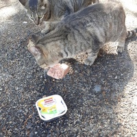 photo de livraison pour Chats cerbériens