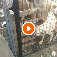 photo de livraison pour Animals voice Macedonia