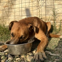 photo de livraison pour Animals voice Macedonia