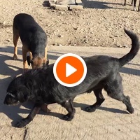 photo de livraison pour Azil Bella