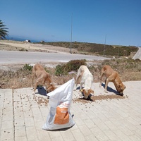 photo de livraison pour Sanctuaire de la Faune de Tanger (SFT)
