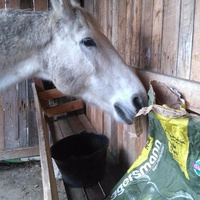 photo de livraison pour Chevaux Murmurent