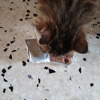 photo de livraison pour Chats Grains d'Amour