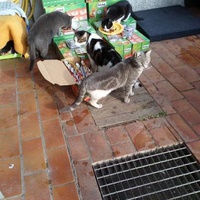 photo de livraison pour L'Ecole du Chat Istreen