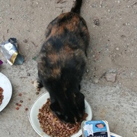 photo de livraison pour Les Chats Libres de la Canterrane