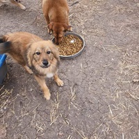 photo de livraison pour Serbian Society for the Protection of Animals - SSPA