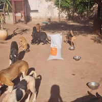 photo de livraison pour Help Adopt Moroccan Animals