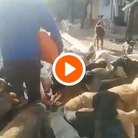photo de livraison pour Europe4strays