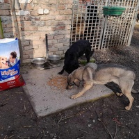 photo de livraison pour Azil za pse"Poslednja oaza"