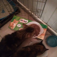 photo de livraison pour Animaux & compagnie 