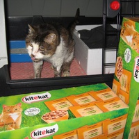 photo de livraison pour Jardin des Chats