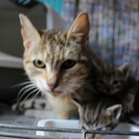 photo de livraison pour Chatsociation71