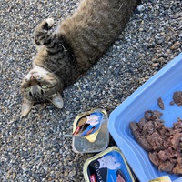 photo de livraison pour Association Nos Amis Nos Animaux