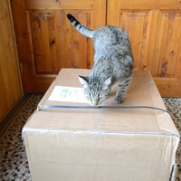 photo de livraison pour A.R.P.A Chats