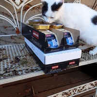 photo de livraison pour Les Chatoyants