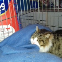 photo de livraison pour Les chats Port-Saint-Louisiens
