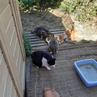 photo de livraison pour Les chats Port-Saint-Louisiens