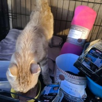 photo de livraison pour Chats Libres de Béziers