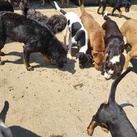 photo de livraison pour Nobody's Dog France