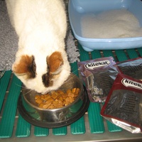 photo de livraison pour Jardin des Chats