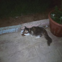 photo de livraison pour Hajar Aourz