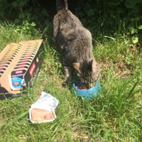 photo de livraison pour Les chats de l'Indifférence