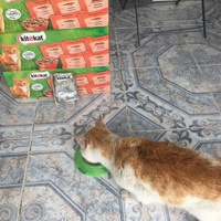 photo de livraison pour Association des Chats Camarguais
