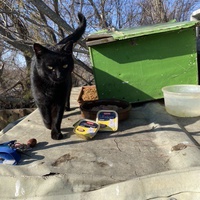 photo de livraison pour Les chats Port-Saint-Louisiens