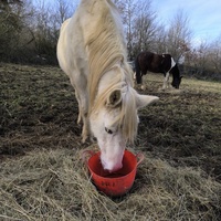 photo de livraison pour Les Crinières de Salherm