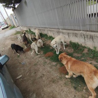 photo de livraison pour Civic Initiative Kane Korzo Skopje