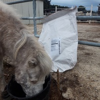 photo de livraison pour Happy Horse Day