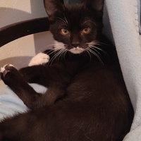 photo de livraison pour Bien vivre avec les Chats Sallélois