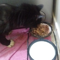 photo de livraison pour Protect Cat
