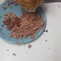 photo de livraison pour Protect Cat