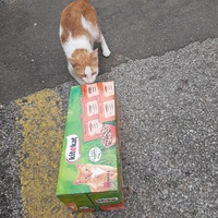 photo de livraison pour Bien vivre avec les Chats Sallélois