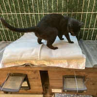 photo de livraison pour Ecole du Chat des Alpilles